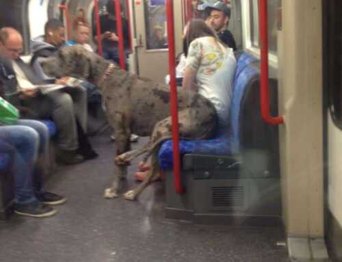 Mr. Gran Danés viajando sentado en el metro de Londres